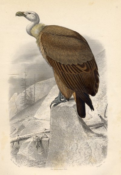 The Fawn Vulture, graverad av Paquien av Edouard Travies